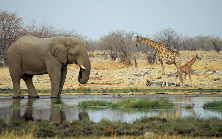 животные, слон, африка, жираф, водопой, саванна, animals, elephant, africa, giraffe, drink, savannah