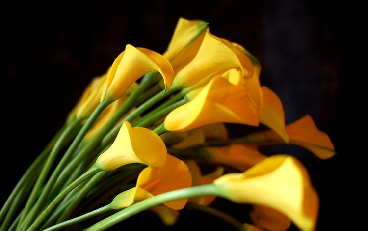 цветы, черный фон, букет, желтые, каллы, flowers, black background, bouquet, yellow, calla lilies