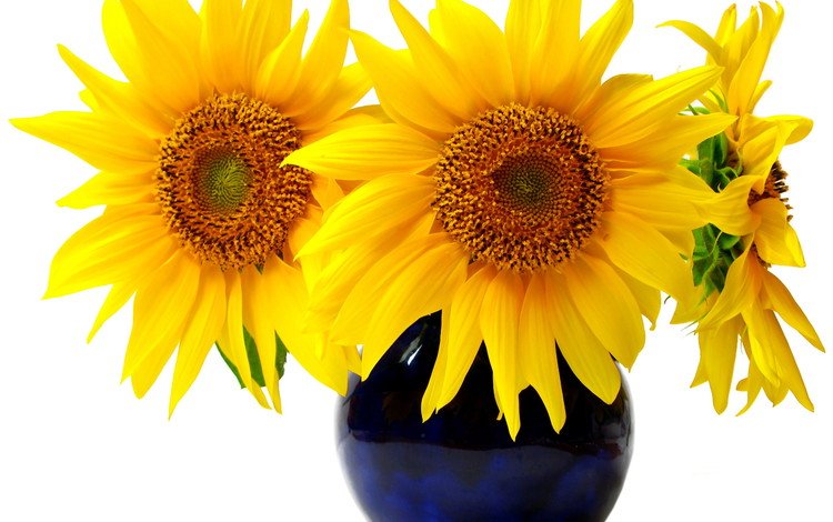 цветы, подсолнухи, белый фон, букет.ваза, flowers, sunflowers, white background, bouquet.vase