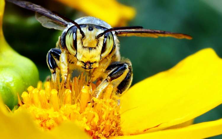 желтый, макро, цветок, насекомые, пчела, yellow, macro, flower, insects, bee