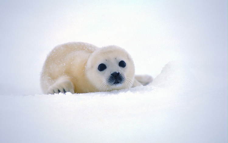 снег, мордочка, взгляд, тюлень, детеныш, морской котик, белёк, snow, muzzle, look, seal, cub, navy seal, belek