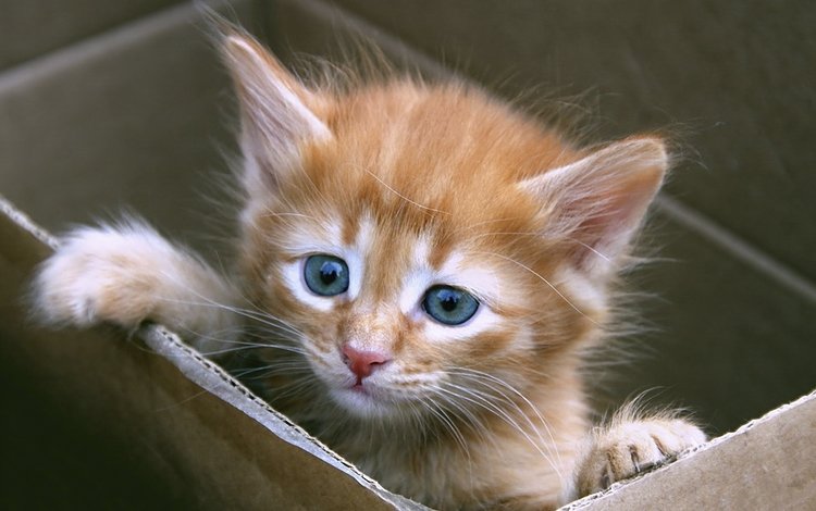 кошка, котенок, рыжий, милый, рыжий котенок, в коробке, синий глаза, cat, kitty, red, cute, ginger kitten, in the box, blue eyes