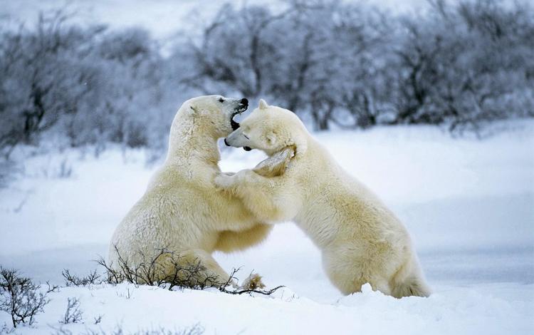 снег, лес, зима, белые, медведи, белые медведи, snow, forest, winter, white, bears, polar bears