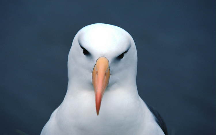 фон, чайка, птица, клюв, голова, background, seagull, bird, beak, head