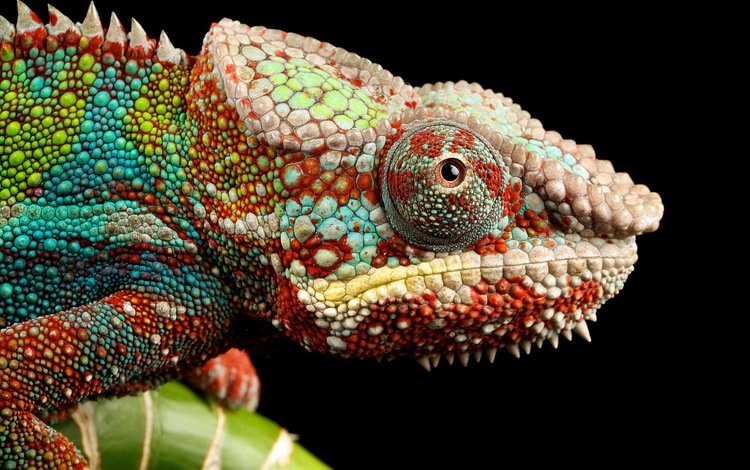 макро, разноцветный, ящерица, черный фон, хамелеон, рептилия, macro, colorful, lizard, black background, chameleon, reptile