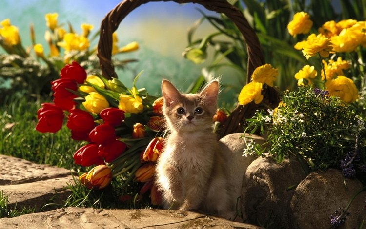 лето, котенок, тюльпаны, корзина. цветы, summer, kitty, tulips, basket. flowers