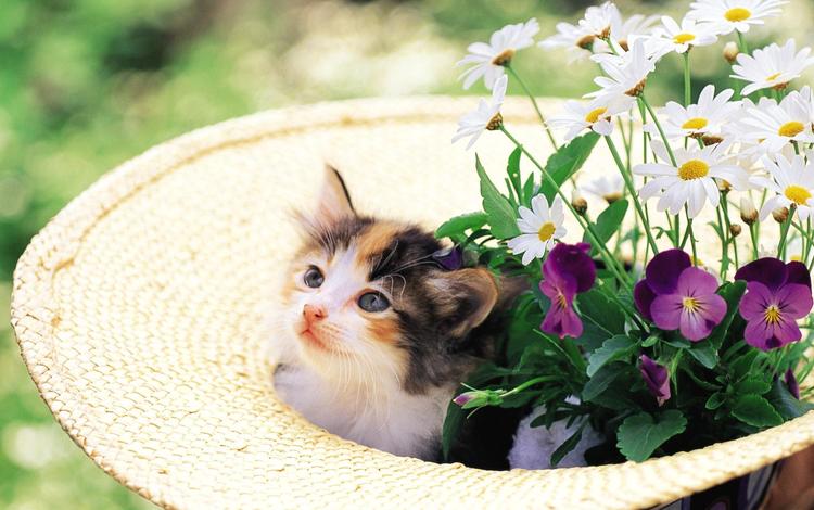 цветы, кошка, котенок, шляпа, котенок в клумбе, flowers, cat, kitty, hat, kitty in the flower bed