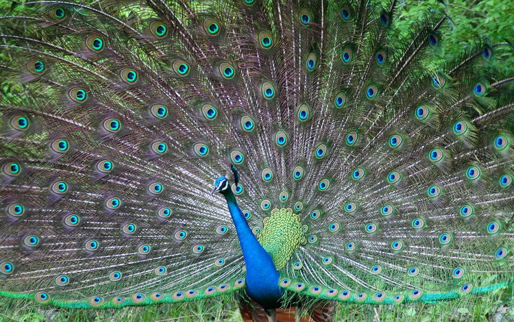 птица, павлин, перья, красивый, хвост, bird, peacock, feathers, beautiful, tail