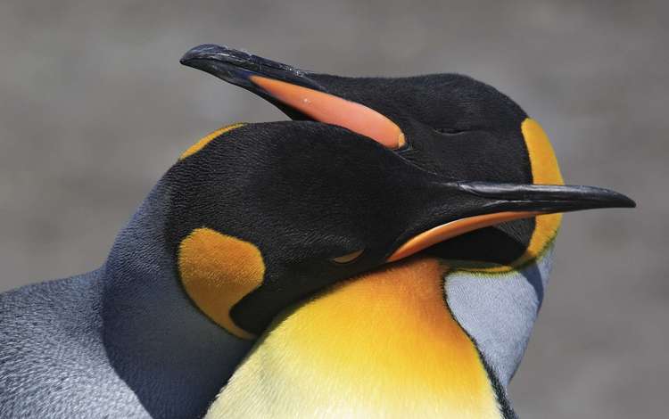 птицы, любовь, пара, пингвины, birds, love, pair, penguins