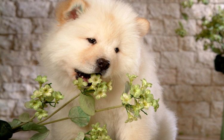 собака, щенок, белая стена, чао-чао, чау-чау, dog, puppy, white wall, chao-chao, chow