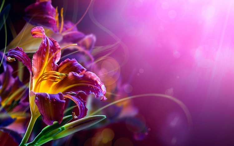 цветы, бутоны, фон, лепестки, размытость, лилия, лилии, фиолетовые, flowers, buds, background, petals, blur, lily, purple