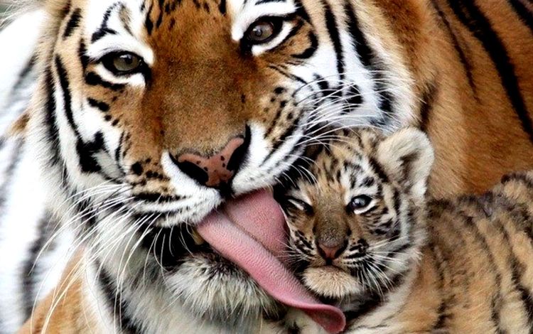 тигр, тигренок, семья, малыш, язык, тигры, tiger, family, baby, language, tigers