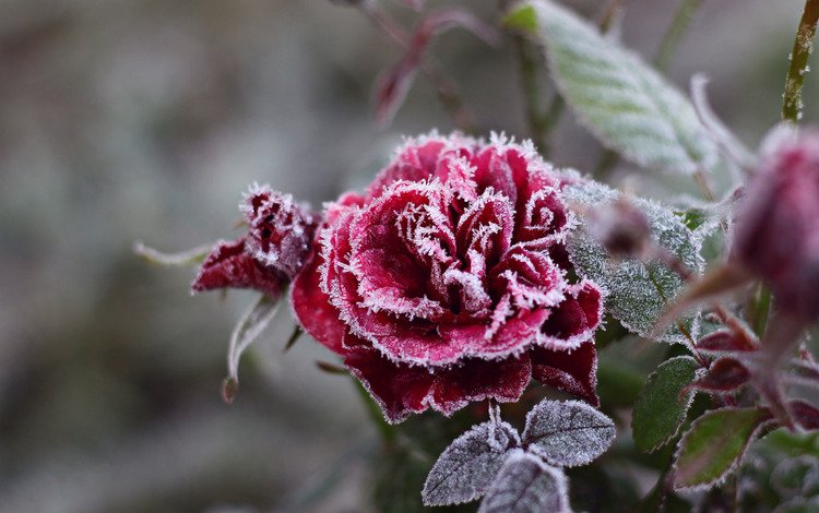 снежинки, цветок, мороз, иней, роза, красный, холод, кристаллы, красивая, beautiful, snowflakes, flower, frost, rose, red, cold, crystals