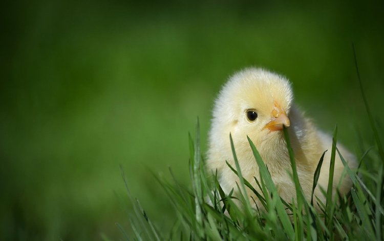 трава, птенец, природа, птица, зеленая, цыплёнок, курица, grass, chick, nature, bird, green, chicken