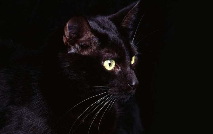 глаза, кот, кошка, черный, черный фон, eyes, cat, black, black background