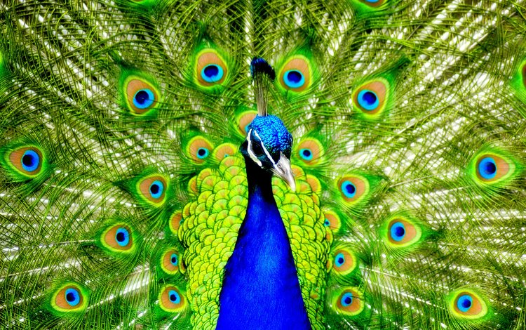 птицы, павлин, перья, красивый, хвост, birds, peacock, feathers, beautiful, tail