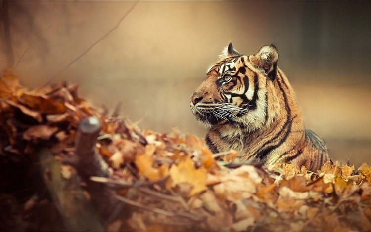 тигр, природа, листья, осень, хищник, профиль, большая кошка, осенние листья, tiger, nature, leaves, autumn, predator, profile, big cat, autumn leaves