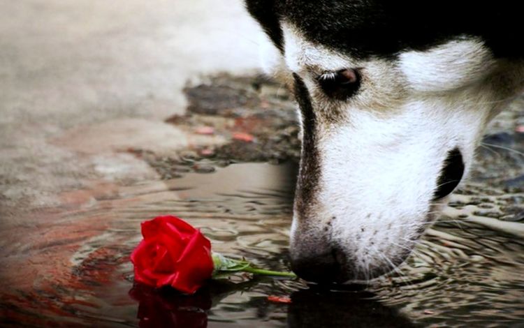 цветок, мордочка, взгляд, собака, хаски, красная роза, нрс, flower, muzzle, look, dog, husky, red rose