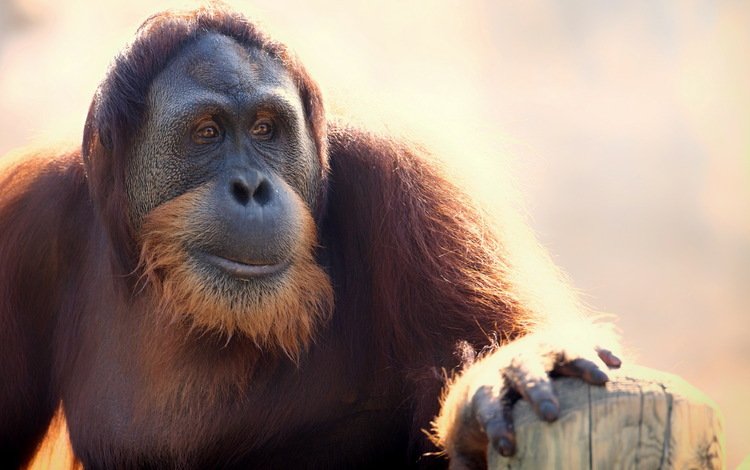 морда, взгляд, обезьяна, борода, орангутанг, face, look, monkey, beard, orangutan