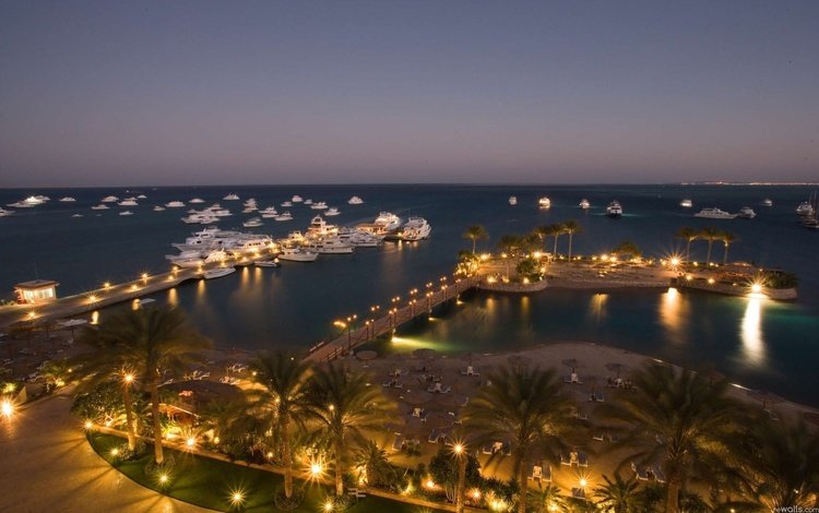 пальмы, курорт, отель, египет, palm trees, resort, the hotel, egypt
