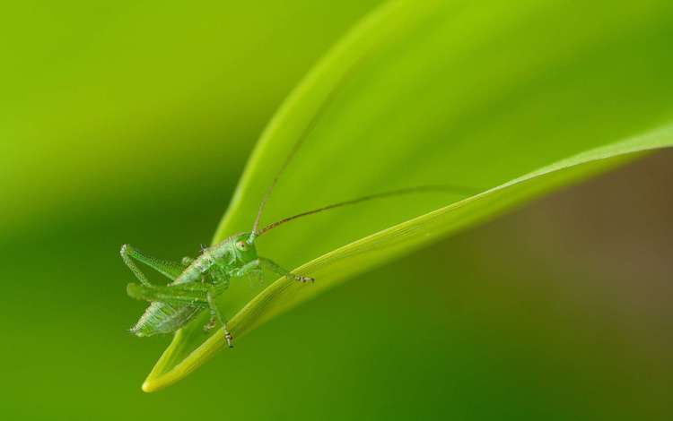 природа, зелёный, макро, фон, утро, лист, насекомые, кузнечик, nature, green, macro, background, morning, sheet, insects, grasshopper
