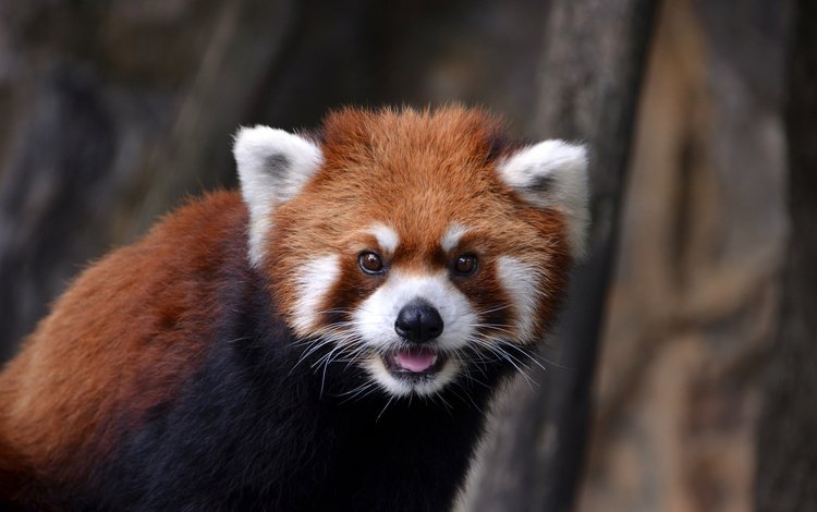 морда, взгляд, зверек, окрас, красная панда, жвотные, face, look, animal, color, red panda, rvotnye
