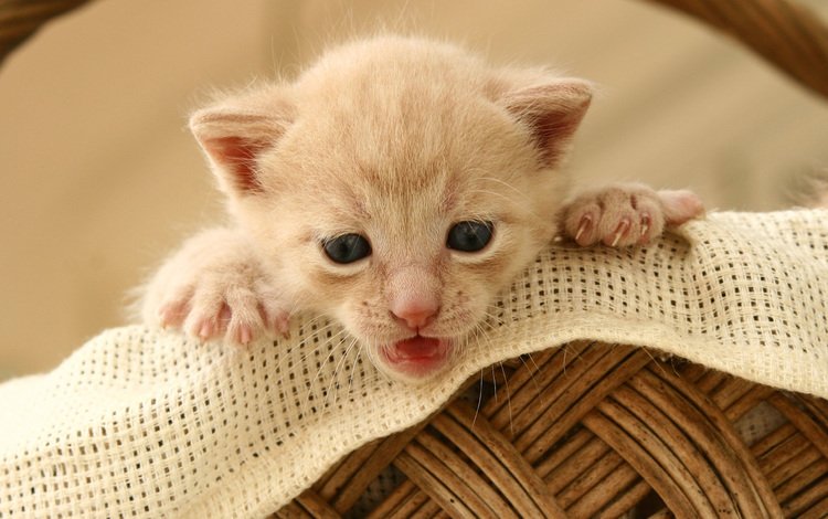 кошка, котенок, корзина, малыш, cat, kitty, basket, baby