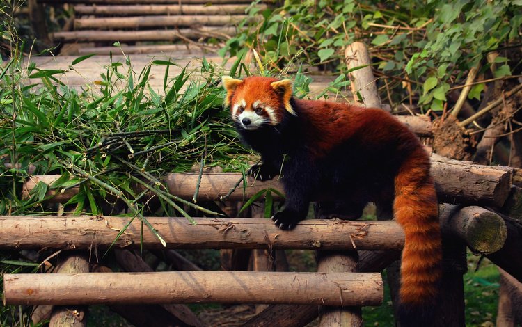 панда, зверек, енот, красная панда, малая панда, panda, animal, raccoon, red panda