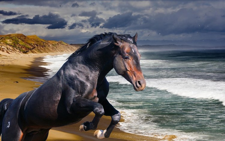лошадь, берег, волны, море, океан, конь, жеребец, horse, shore, wave, sea, the ocean, stallion