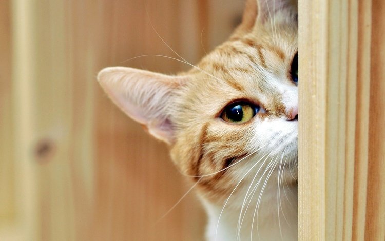 кот, мордочка, усы, взгляд, дверь, рыжий, наблюдает, cat, muzzle, mustache, look, the door, red, watching