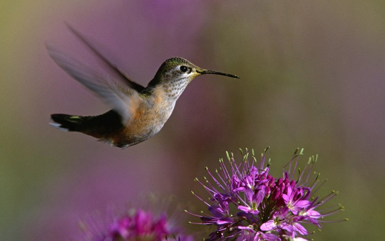 макро, цветок, крылья, птица, клюв, колибри, macro, flower, wings, bird, beak, hummingbird