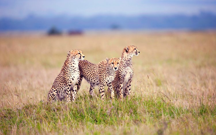 трава, семья, гепард, саванна, гепарды, детеныши, grass, family, cheetah, savannah, cheetahs, cubs