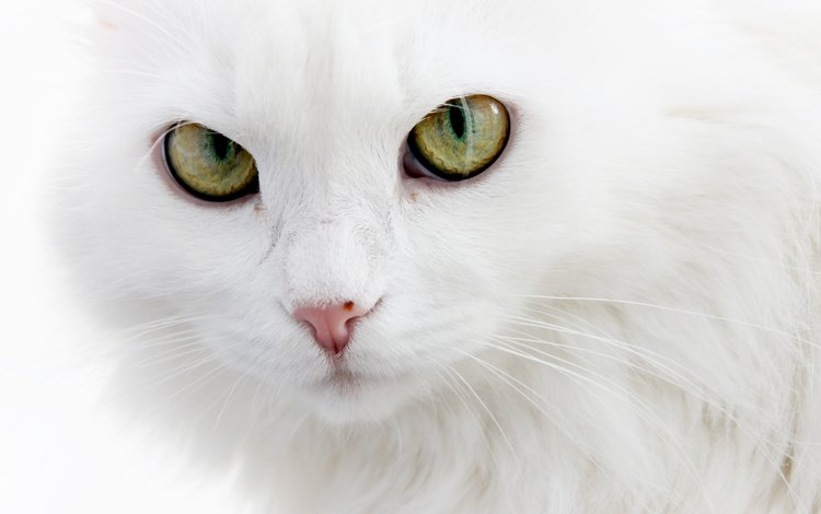 глаза, кошка, белая, пушистая, белый кот, длинношерстная, ангорская, eyes, cat, white, fluffy, white cat, longhair, angora