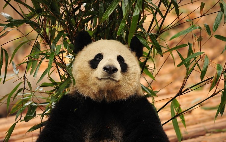 морда, зелень, листья, панда, бамбук, бамбуковый медведь, большая панда, face, greens, leaves, panda, bamboo, bamboo bear, the giant panda