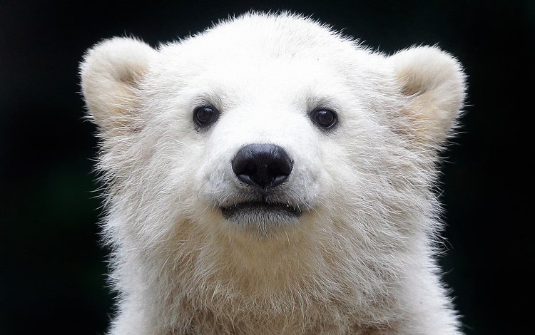 медведь, белый, черный фон, белый медведь, медвежонок, полярный, северный, bear, white, black background, polar bear, polar, north