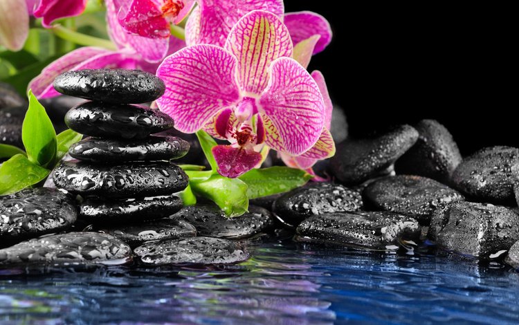 вода, плоские, камни, капли на камнях, отражение, цветок, розовый, орхидея, фен-шуй, камни черные, water, flat, stones, drops on the rocks, reflection, flower, pink, orchid, feng shui, stones black