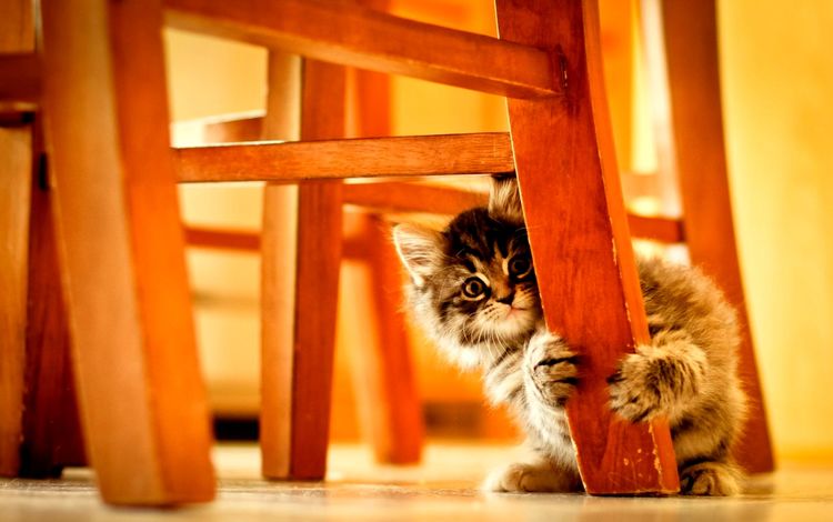 котенок, пушистый, стул, kitty, fluffy, chair