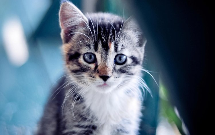 кошка, взгляд, котенок, малыш, белый воротничек, cat, look, kitty, baby, white collar
