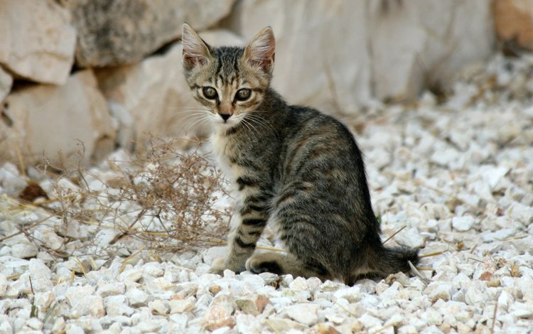 камни, кошка, котенок, серый, щебень, котенок полосатый, stones, cat, kitty, grey, crushed stone, kitten striped