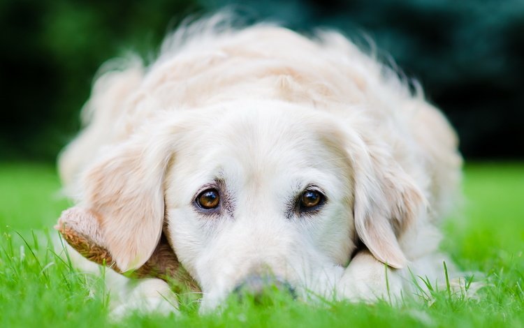 трава, белый, собака, лежит, щенок, пес, золотистый ретривер, grass, white, dog, lies, puppy, golden retriever