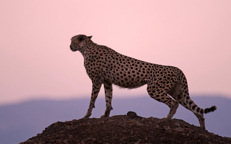 закат, хищник, охотник, гепард, стойка, sunset, predator, hunter, cheetah, stand
