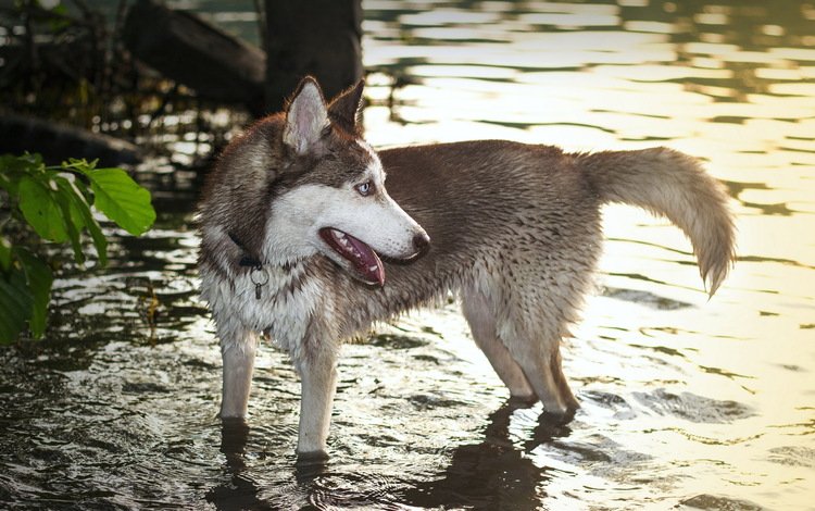 вода, собака, хаски, волк, хаска, water, dog, husky, wolf
