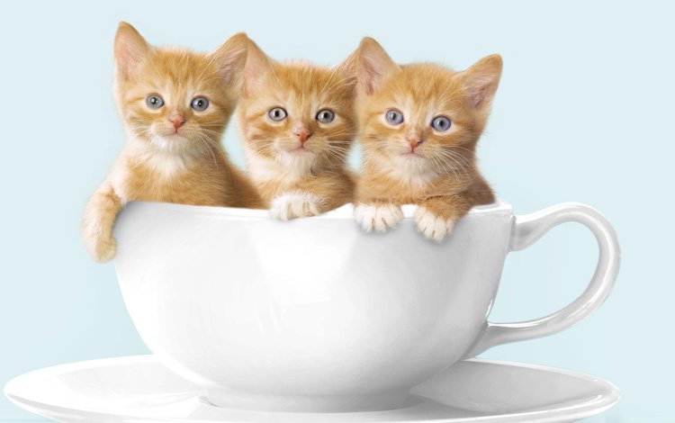 кружка, кошки, котята, рыжие, котята в кружке, mug, cats, kittens, red, kittens in a mug