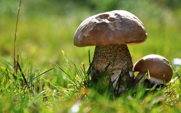 трава, боке, природа, белый гриб, макро, лето, грибы, гриб, шляпка, ножка, grass, bokeh, nature, white mushroom, macro, summer, mushrooms, mushroom, hat, leg