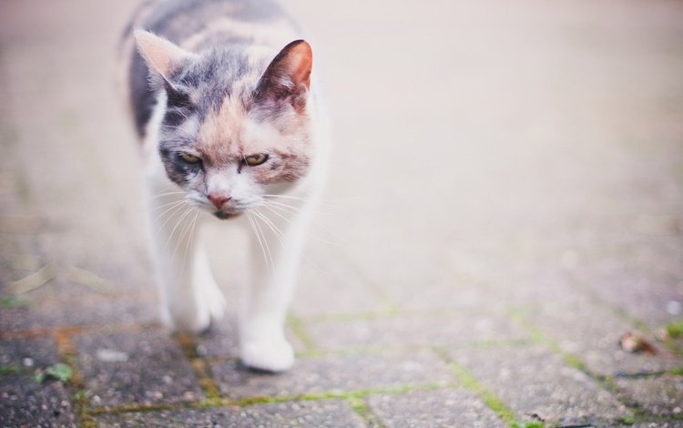 морда, кот, кошка, улица, прогулка, злость, устала, пятнистый, face, cat, street, walk, anger, tired, spotted