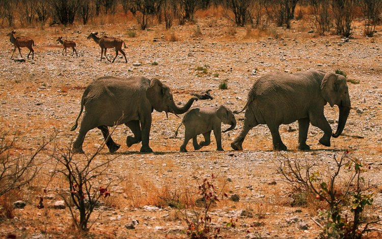 камни, песок, кусты, прогулка, семья, слоны, хобот, слоненок, stones, sand, the bushes, walk, family, elephants, trunk, elephant