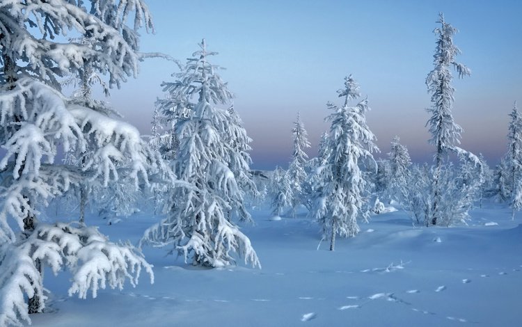 снег, зимний лес, природа, новый год, лес, зима, мороз, ели, сугробы, snow, winter forest, nature, new year, forest, winter, frost, ate, the snow