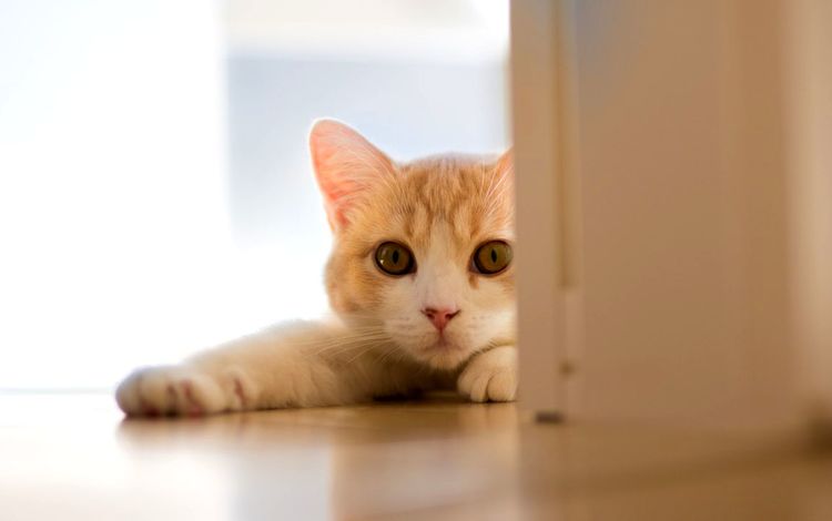 кошка, дверь, белый кот, ben torode, ханна, cat, the door, white cat, hannah