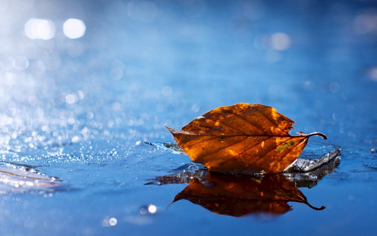 вода, желтый, листок, осень, лист, блеск, опавший, water, yellow, leaf, autumn, sheet, shine, fallen