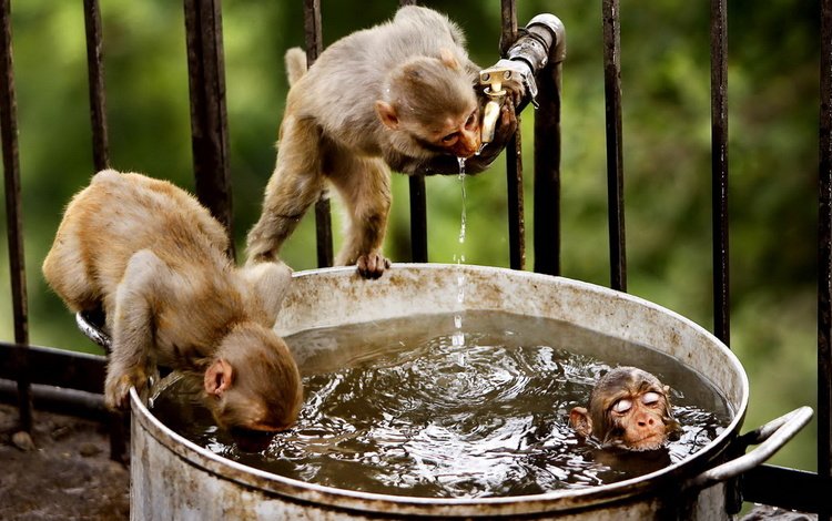 вода, забавно, обезьяны, мартышки, купаются, water, funny, monkey, monkeys, swim